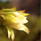 El Cabrito (Gomera)_031